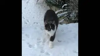 Charlie & Friend in the Snow