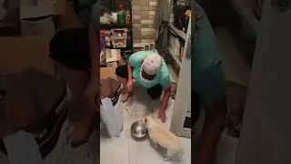 Хвостатое хулиганье прогрызло мешок с кормом😂
