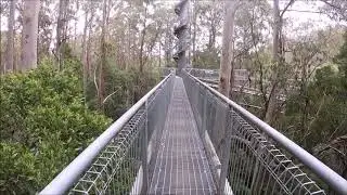 trees top