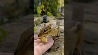 FEEDING CHIPMUNKS PEANUTS 🥜🐿😋 #shorts