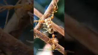 The Astonishing Power of Ants: How Their Combined Weight Matches Humanity's! #shorts #shortvideo