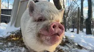 Houdini the Pig is angry because breakfast is late 🐷