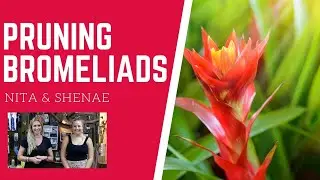 What cuts Bromeliad Pups Easiest