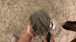 Lilly groom & hoof evaluation