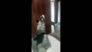 Husky howling | siberian husky bored