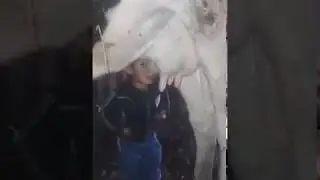 Kid sucking on cow's udder
