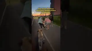 Это ЖЕСТЬ!🤬 Как думаете, адекватно вообще? Тг/инст с оригиналами asdorokhova #собака #бигль #собаки