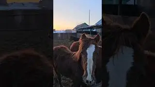 Жеребята породы Русский тяжеловоз 