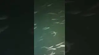 Малорыбье рек. Кто виноват, что рыбы стало меньше