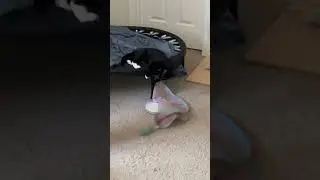 Chimi Tames the magic mat.... it gives up spoiling fun