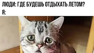 #mem#мем#мем2024#вреки#пжвреки#юмор#анегдот#кот#cat