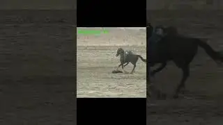 Манас Ниязов. Мыкты улакчы🔥🔥