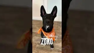 Line dance mascot - nickname: « Zucchini » ✨ #linedance #avatarthelastairbender  #puppy  #rescuedog