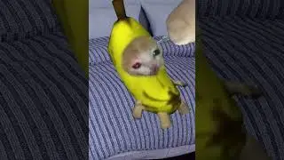 358396662 240302348769418 3822476483273890668 n  #shortvideo #shortsfeed #shorts