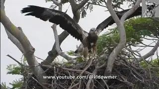 Heavy Downpour dashes 2nd EAGLE Chick's Hopes of Fledging