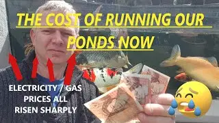 The Cost Of Running A Pond