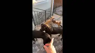 Лана Помощь Бездомным животным Вечерние вкусняшки