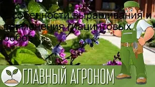 Особенности выращивания и применения гиацинтовых бобов