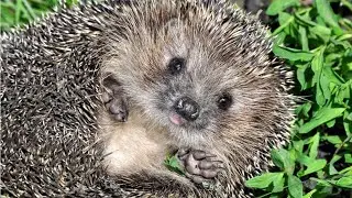Видео - охота - Ёжик) / Video - hunting - hedgehog)