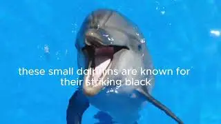 #The #dolphins #the #animals #pandaconservation #golden #ocean #bluefintuna #dog#cat#whale #cobra
