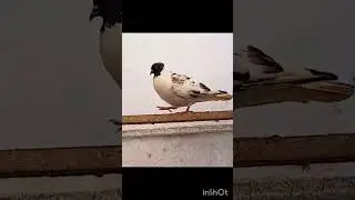 #pigeon #щекатый голубь