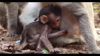 Lovely newly monkey Chalee get milk and get warm from Mom to take care