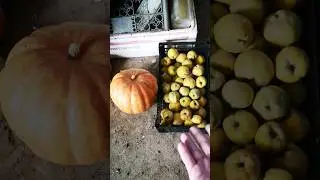 Первым делом утром кормлю птицу 🧆🍔🥙