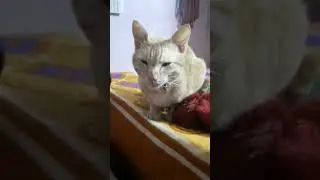 smart billu #cutecat #love #goldy #funnyvideo #smartcat #youtubeshorts