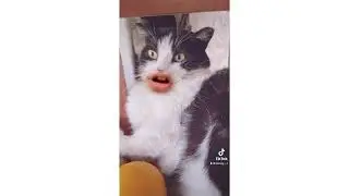 Смешные котята из Тик ток #невскаямаскарадная #тикток #tiktok