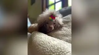 Pregnancy test on Toy Poodle by Cyndi’s Poodles