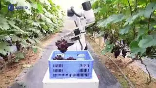 Robot in the Garden