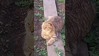 Концерт ))