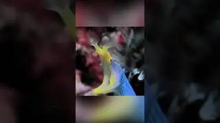 4 челюсти, 4 ноздри и 2 пола в одном теле... Не многовато? Ленточная мурена