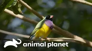 Belos pintassilgos de Gould chegam ao aviário do zoológico | A Família Irwin | Animal Planet Brasil