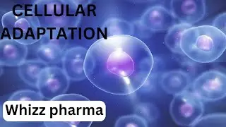 Brief introduction to CELL ADAPTATION-TYPES