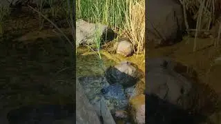 Ладожские приливы-отливы. ч.3