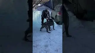 Кане корсо Квина повторят общие команды.