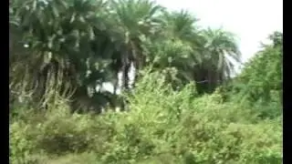فرقة اطفال ومواهب فيديو كليب انشودة على الوادي