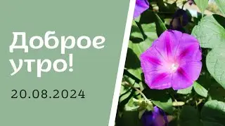 Доброе утро! 20.08.2024