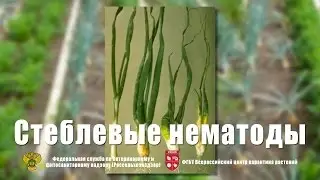 Stem nematodes of potatoes and onions