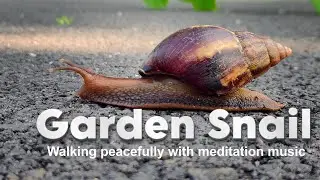 Garden Snail walking peacefully with meditation music | 4K Nature video