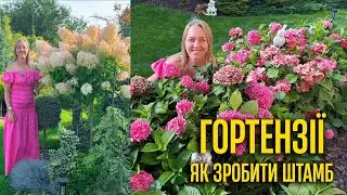 HYDRANGEAS. TYPES, CARE, FORMATION OF THE STAND