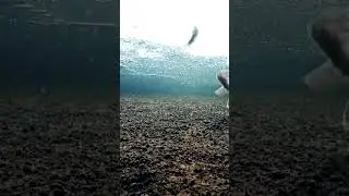 ЩУКА УБИЙЦА НА 8КГ!