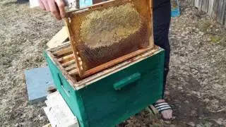 8 апреля 2017г. Весення ревизия по кормам,контроль червления матки.