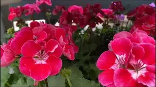ПЕЛАРГОНИЯ Обзор Сортов! Рыбки! LONDON Garden Centre Pelargonium