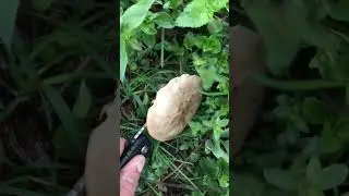 Арсланбоб грибы #shorts