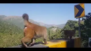 MURREE GT ROAD SO MANY MONKEY'S