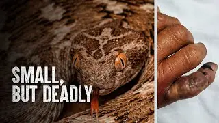 HOW TO SURVIVE A SAW SCALED VIPER ATTACK | Tech and Science |