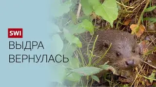 Застенчивые выдры решили вернуться в Швейцарию