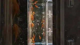 super red ancistrus